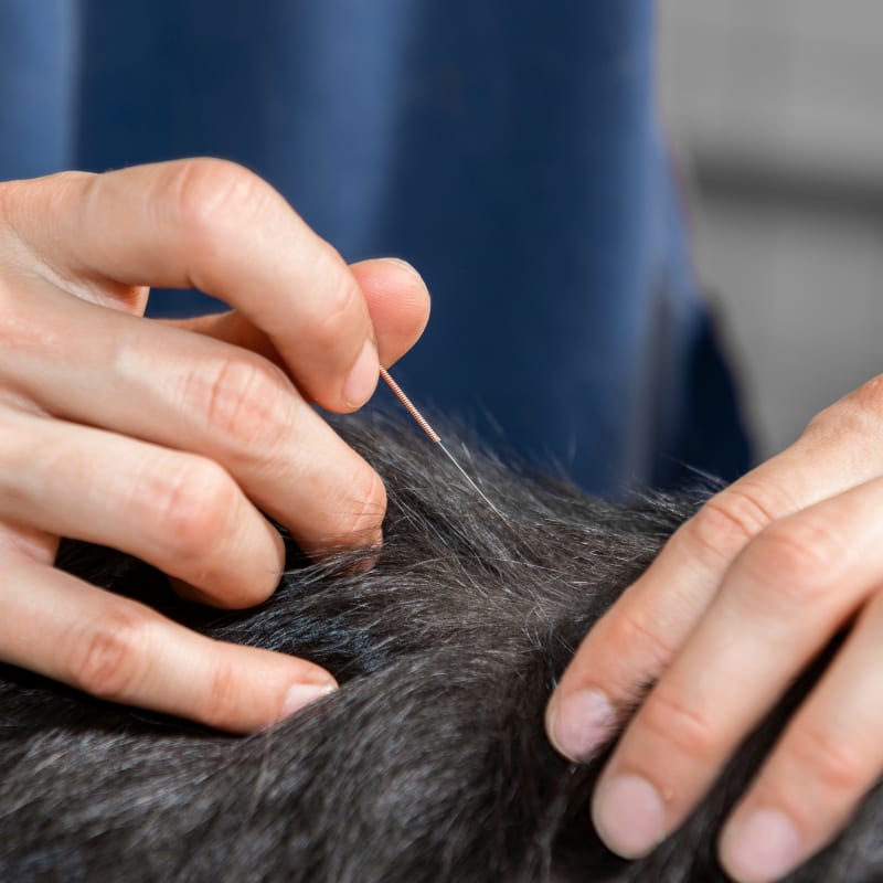 Acupuncture, Pittsboro