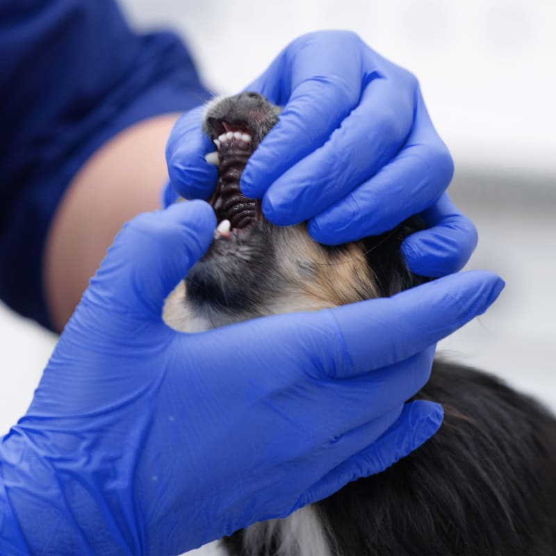 Veterinary Dentist in Pittsboro 