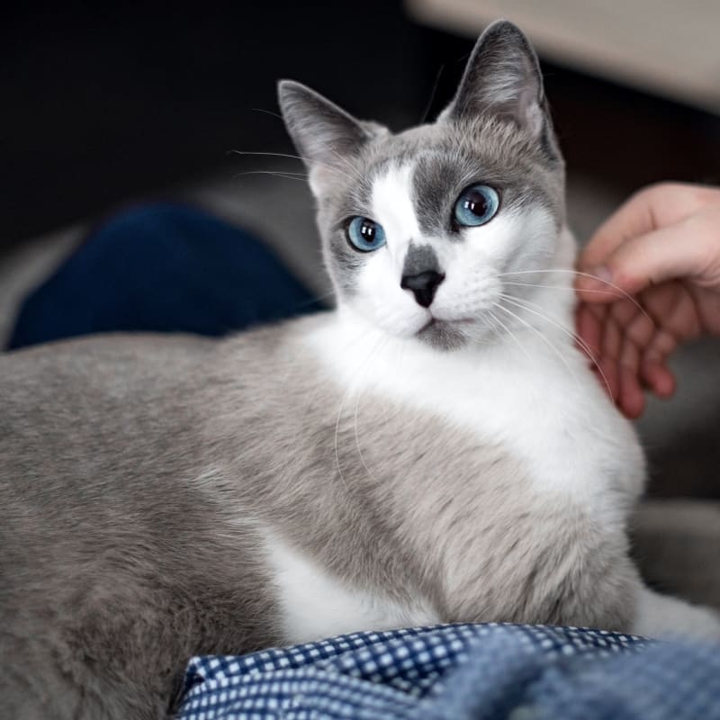 Dog Grooming, Cat Grooming