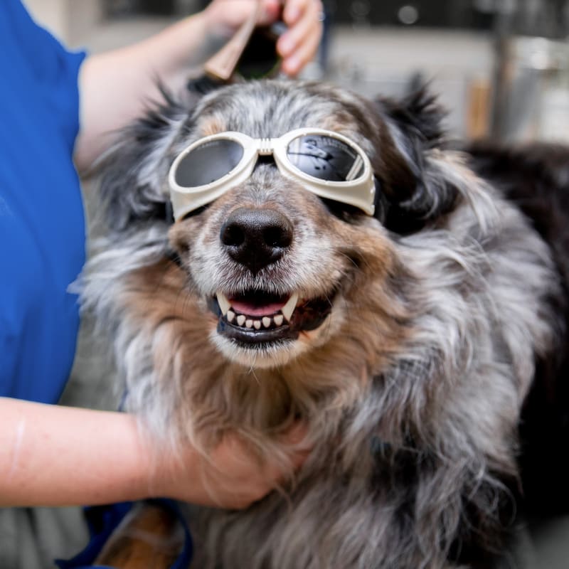 Cold Laser Therapy, Pittsboro Veterinarians