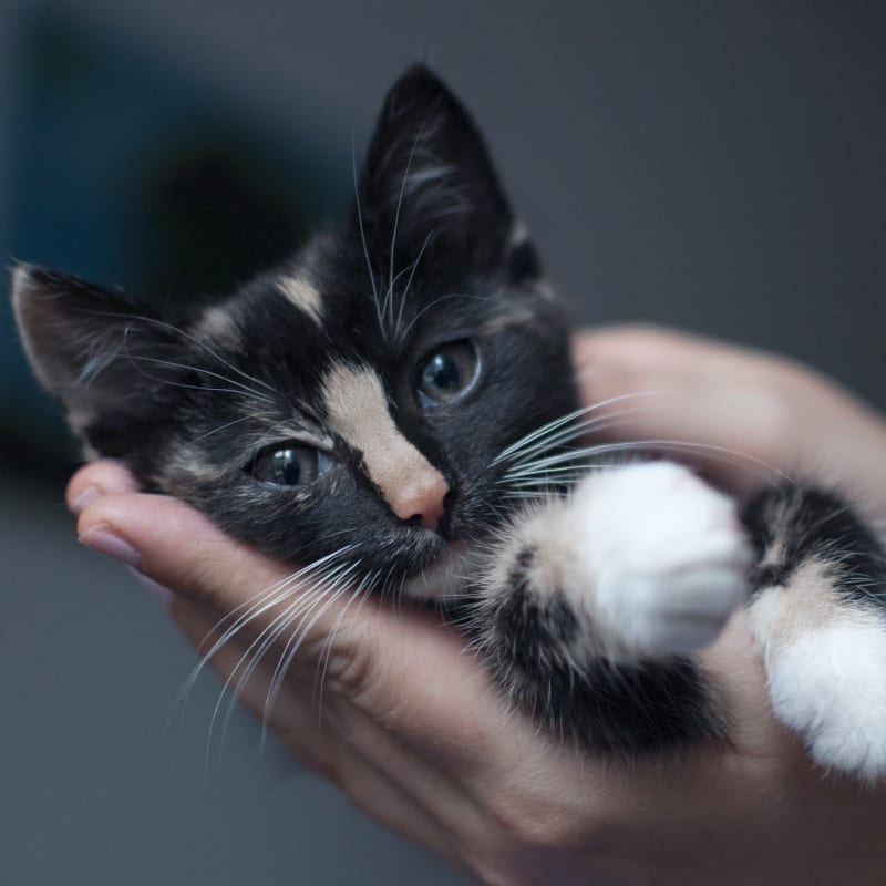 Cat Surgery at Pittsboro Animal Hospital