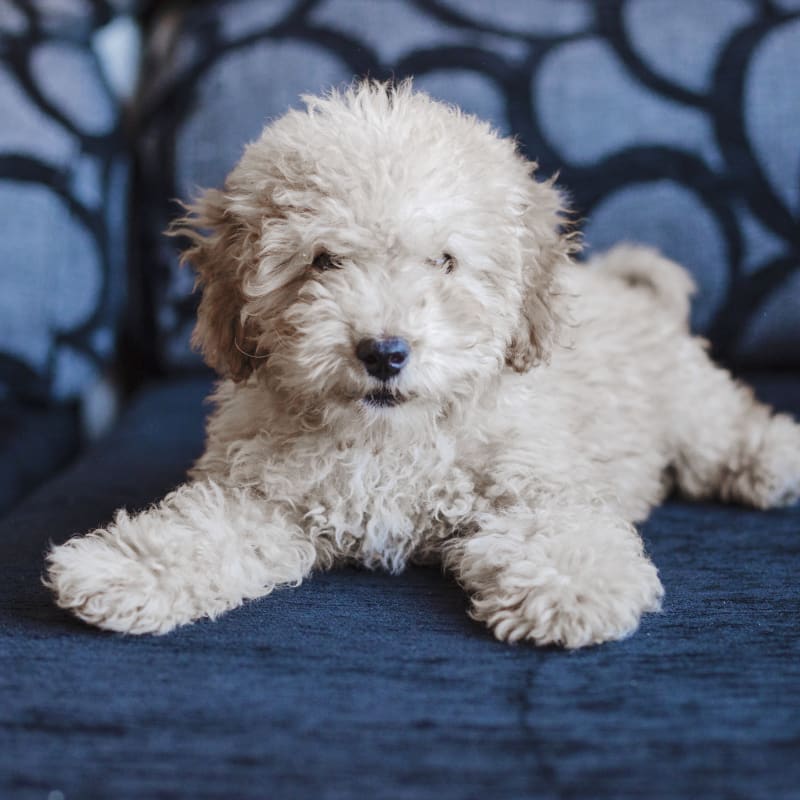 Dog Vaccinations at Pittsboro Animal Hospital